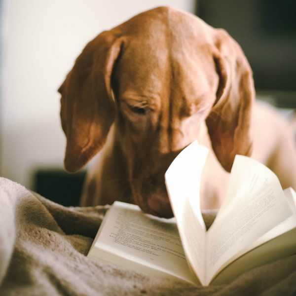 dog nose to book pic